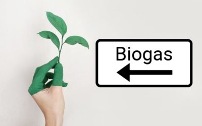 Biogáz – alga – CHP – CO2 öntözés